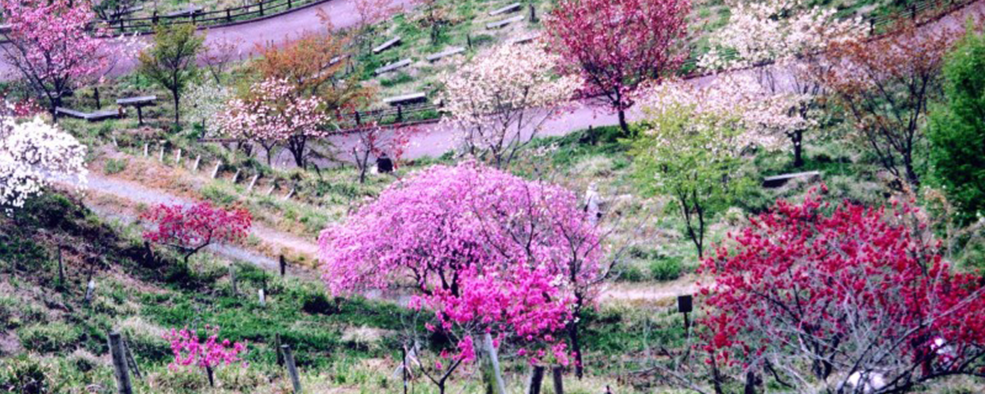 桜華園